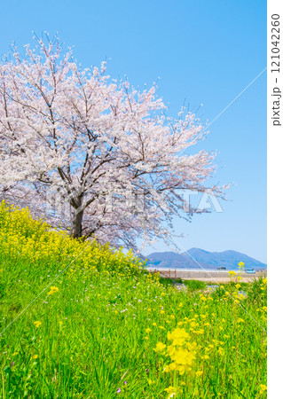 大河津分水桜並木と弥彦山 121042260