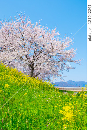 大河津分水桜並木と弥彦山 大河津分水桜並木と弥彦山 121042261