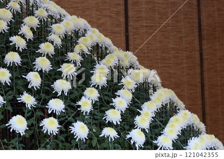 菊の千輪咲き　千輪菊　菊の花　鑑賞花　千輪作り 121042355