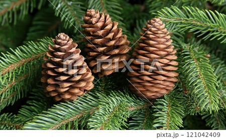 Close-Up Of Christmas And Winter In A Natural Forest With Natural Cones And Spruce Twigs. Enjoy The Beauty Of Nature. 121042409