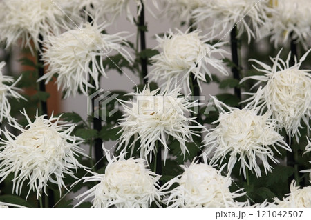 江戸菊 菊の花 鑑賞花 江戸菊 菊の花 鑑賞花 121042507