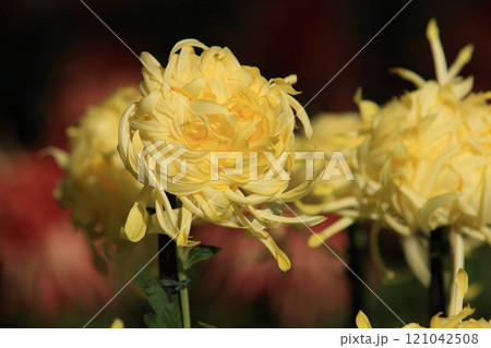 江戸菊 菊の花 鑑賞花 江戸菊 菊の花 鑑賞花 121042508