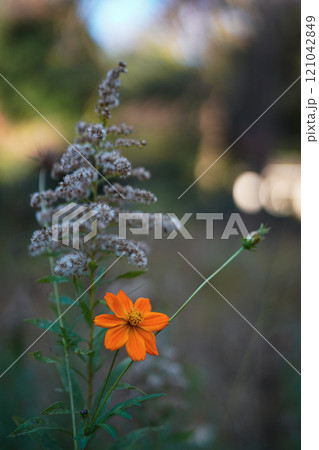 オレンジ色の花 121042849