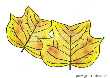 手描きの水彩画(絵手紙)「黄葉した百合の木(ユリノキ)の葉」二枚 121042942