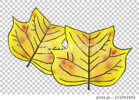 手描きの水彩画(絵手紙)「黄葉した百合の木(ユリノキ)の葉」二枚 121042942