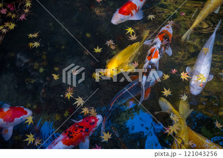 優雅に泳ぐ鯉 優雅に泳ぐ鯉 121043256