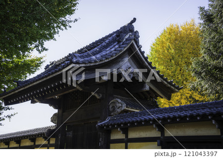 青龍山養寿院の門前と黄葉/埼玉県川越市 青龍山養寿院の門前と黄葉/埼玉県川越市 121043397