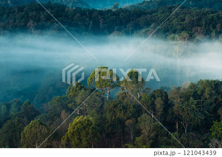 Aerial view of forest and morning fog in a tropical rainforest in Asia Aerial view of forest and morning fog in a tropical rainforest in Asia 121043439