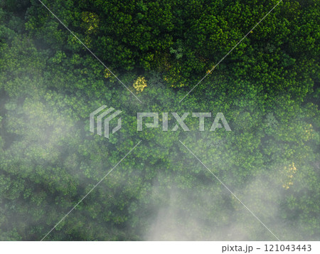 Aerial view of trees and morning fog. Aerial view of trees and morning fog. 121043443