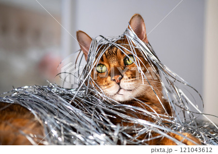 Bengal cat wrapped in shiny silver tinsel. Festive playful pets concepts. Bengal cat wrapped in shiny silver tinsel. Festive playful pets concepts. 121043612