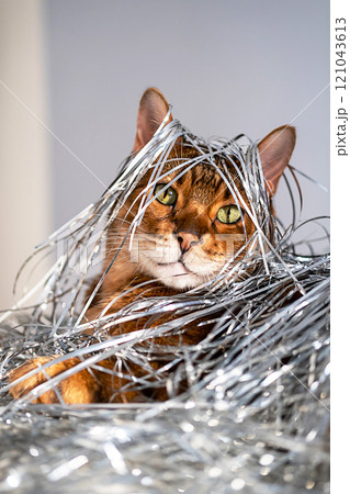 Bengal cat wrapped in shiny silver tinsel. Festive playful pets concepts. 121043613