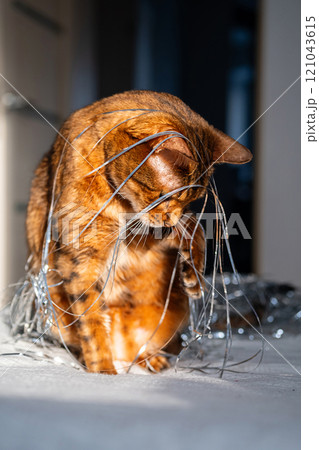 Domestic cat covered in silver tinsel, sitting in sunlight, creating playful and cute scene. Domestic cat covered in silver tinsel, sitting in sunlight, creating playful and cute scene. 121043615