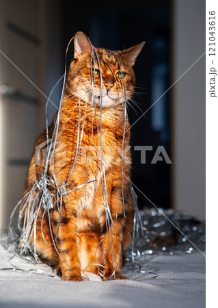 Domestic cat covered in silver tinsel, sitting in sunlight, creating playful and cute scene. 121043616