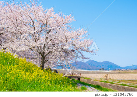 大河津分水桜並木と弥彦山 121043760
