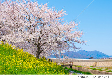 大河津分水桜並木と弥彦山 121043761