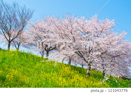 桜と菜の花(大河津分水桜並木にて) 桜と菜の花(大河津分水桜並木にて) 121043776