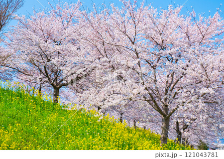 桜と菜の花（大河津分水桜並木にて） 121043781