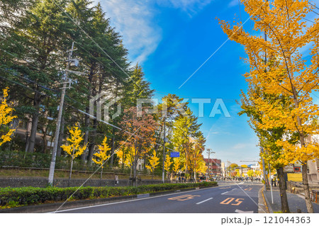 秋の京都市百万遍　京都大学周辺の街並み 121044363