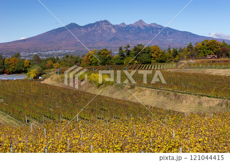 紅葉した葡萄畑越しに見る錦秋の八ヶ岳連峰 121044415