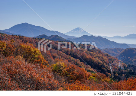 晩秋のナラとカラマツの紅葉越しに八ヶ岳高原大橋から望む富士山 晩秋のナラとカラマツの紅葉越しに八ヶ岳高原大橋から望む富士山 121044425