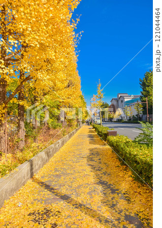 秋の京都市百万遍　京都大学周辺の街並み 121044464