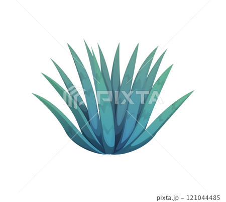Cartoon blue agave plant, ingredient for tequila production, desert cactus flower with sharp, spiky leaves arranged in a rosette shape. Isolated vector significant in both Mexican culture and cuisine Cartoon blue agave plant, ingredient for tequila production, desert cactus flower with sharp, spiky leaves arranged in a rosette shape. Isolated vector significant in both Mexican culture and cuisine 121044485