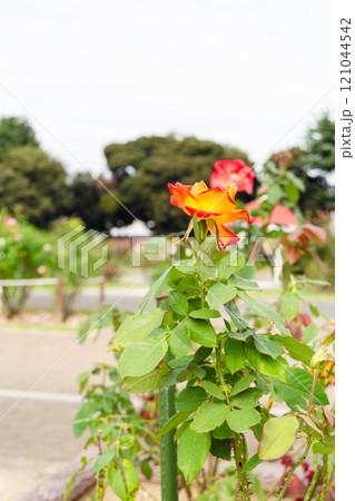 赤い薔薇の花 121044542