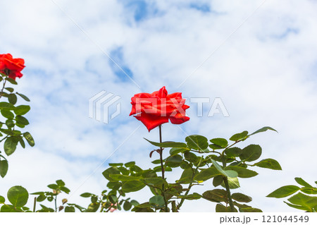 赤いバラと青空 121044549