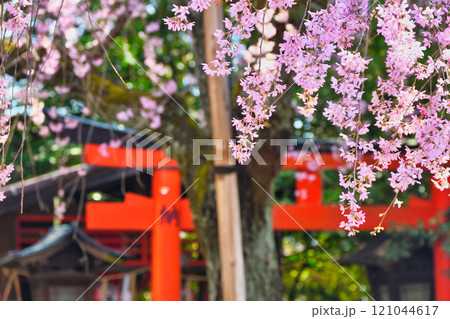 水火天満宮 美しい枝垂れ桜(京都府京都市上京区) 水火天満宮 美しい枝垂れ桜(京都府京都市上京区) 121044617