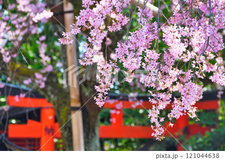 水火天満宮　美しい枝垂れ桜（京都府京都市上京区） 121044638