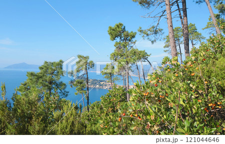 View of sea from top mountain. Nature and pine trees. Cove and landscape of Mediterranean Sea. Tourism and vacation.  121044646