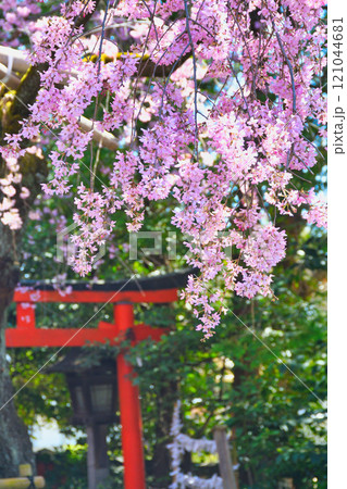 水火天満宮　美しい枝垂れ桜（京都府京都市上京区） 121044681