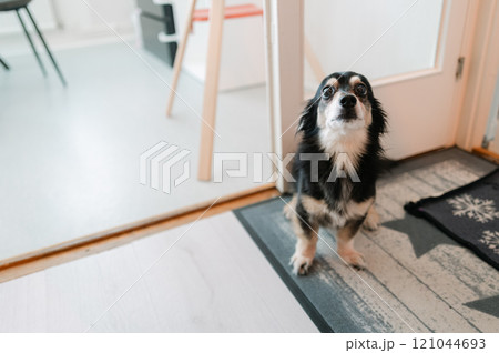 室内で見上げる小型犬の可愛い表情 121044693