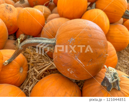 Large piles scattering of small pumpkins and gourds Large piles scattering of small pumpkins and gourds 121044851