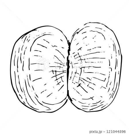Mangosteen or mandarin fruit slices ink graphic vector illustration isolated on white background. High quality hand drawn art for food design, packages, restaurant menu, food ads, label, logo and Mangosteen or mandarin fruit slices ink graphic vector illustration isolated on white background. High quality hand drawn art for food design, packages, restaurant menu, food ads, label, logo and 121044896