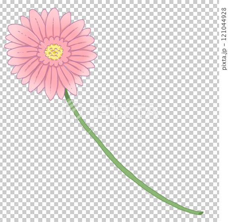 pink gerbera 121044928