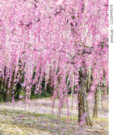 城南宮の枝垂れ梅 121044979