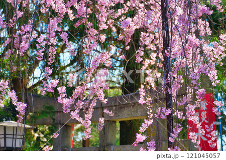 水火天満宮 美しい枝垂れ桜(京都府京都市上京区) 水火天満宮 美しい枝垂れ桜(京都府京都市上京区) 121045057
