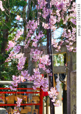 水火天満宮 美しい枝垂れ桜(京都府京都市上京区) 水火天満宮 美しい枝垂れ桜(京都府京都市上京区) 121045138