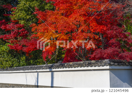 紅葉に包まれた西方寺（京都市北区西賀茂） 121045496