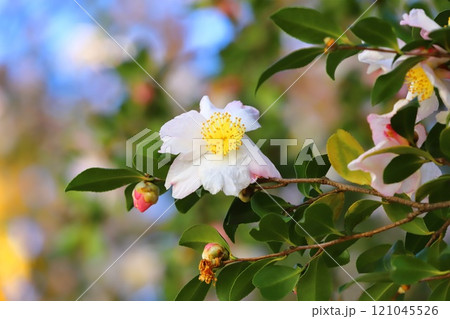 満開の山茶花（サザンカ）の花 121045526