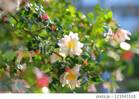 満開の山茶花(サザンカ)の花 満開の山茶花(サザンカ)の花 121045528