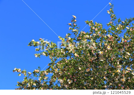 満開の山茶花（サザンカ）の花 121045529