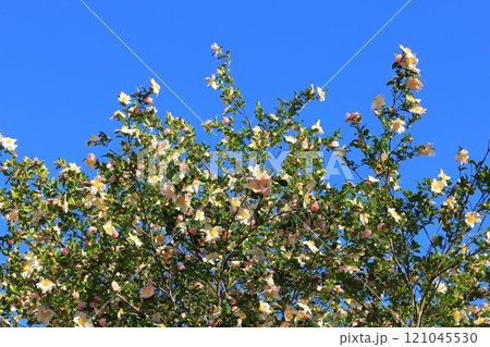 満開の山茶花（サザンカ）の花 121045530