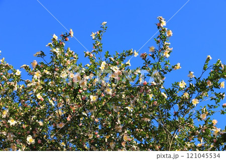 満開の山茶花(サザンカ)の花 満開の山茶花(サザンカ)の花 121045534