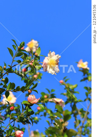 満開の山茶花（サザンカ）の花 121045536
