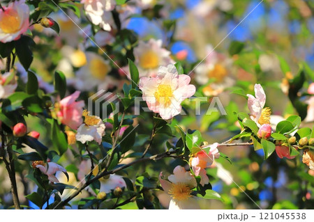 満開の山茶花(サザンカ)の花 満開の山茶花(サザンカ)の花 121045538