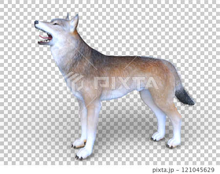 Wolf Wolf 121045629