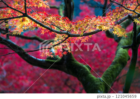 もみじが美しい紅葉スポット もみじが美しい紅葉スポット 121045659