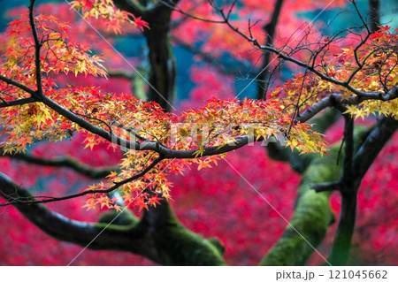 もみじが美しい紅葉スポット 121045662